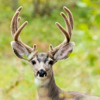 deer in the headlights for featured snippets