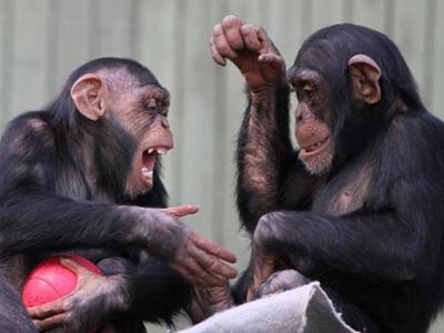 chimps and handshake